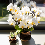 Kolibri Home | Classy Cube Übertopf - Ø9cm