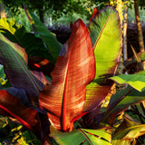 Green boutiQ - Plante fruitière - Plante bananier - Ensete ventricosum Maurelli - Rustique - 2 plantes - Pot 12cm Hauteur 30cm