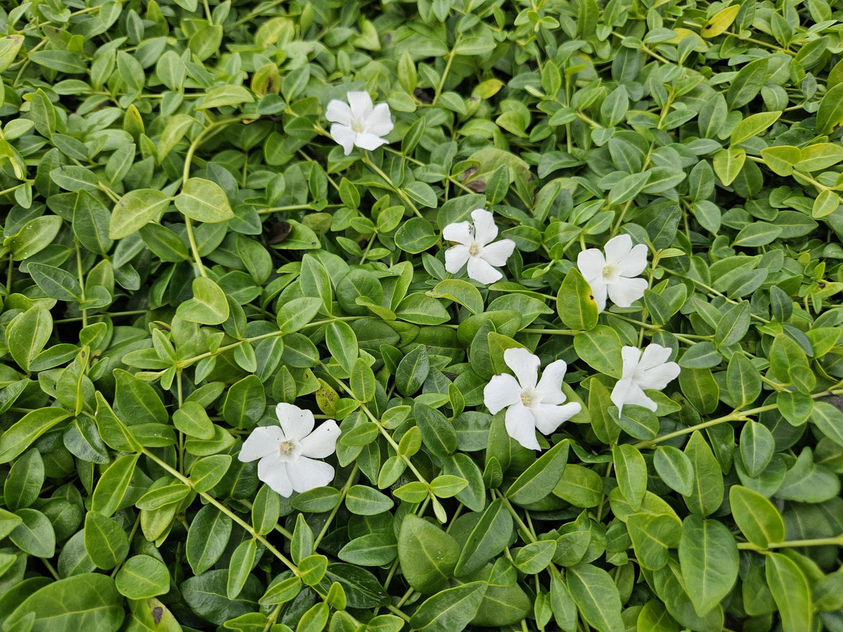 24x Vinca minor 'Gertrude Jekyll' - ↕10-25cm - Ø9cm