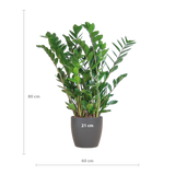 Zamioculcas Zamiifolia avec pot Viber gris - 80cm - Ø21