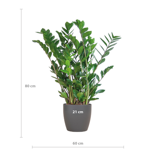 Zamioculcas Zamiifolia met Viber grijs - 80cm - Ø21