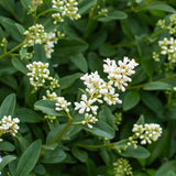 Green boutiQ - Haagplanten - Ligustrum ovalifolium - blad groen - 8 planten - 1 strekkende meter - groenblijvend - pot 9cm hoogte 35-40cm