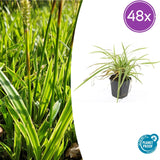 48x Carex morrowii 'Aureovariegata'  - ↕10-25cm - Ø9cm