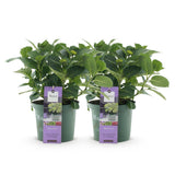 Green boutiQ - Terrasplant - Hortensia - Hydrangea Magical Jewel Blue - Blauw - 6-10 Bloemen - 2 Planten - Pot 23cm Hoogte 55cm