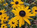 24x Rudbeckia fulgida 'Goldsturm' - ↕10-25cm - Ø9cm