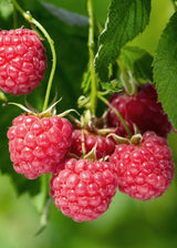 Rubus idaeus 'Malling Promise' - Framboos - ↕45cm - Ø13cm