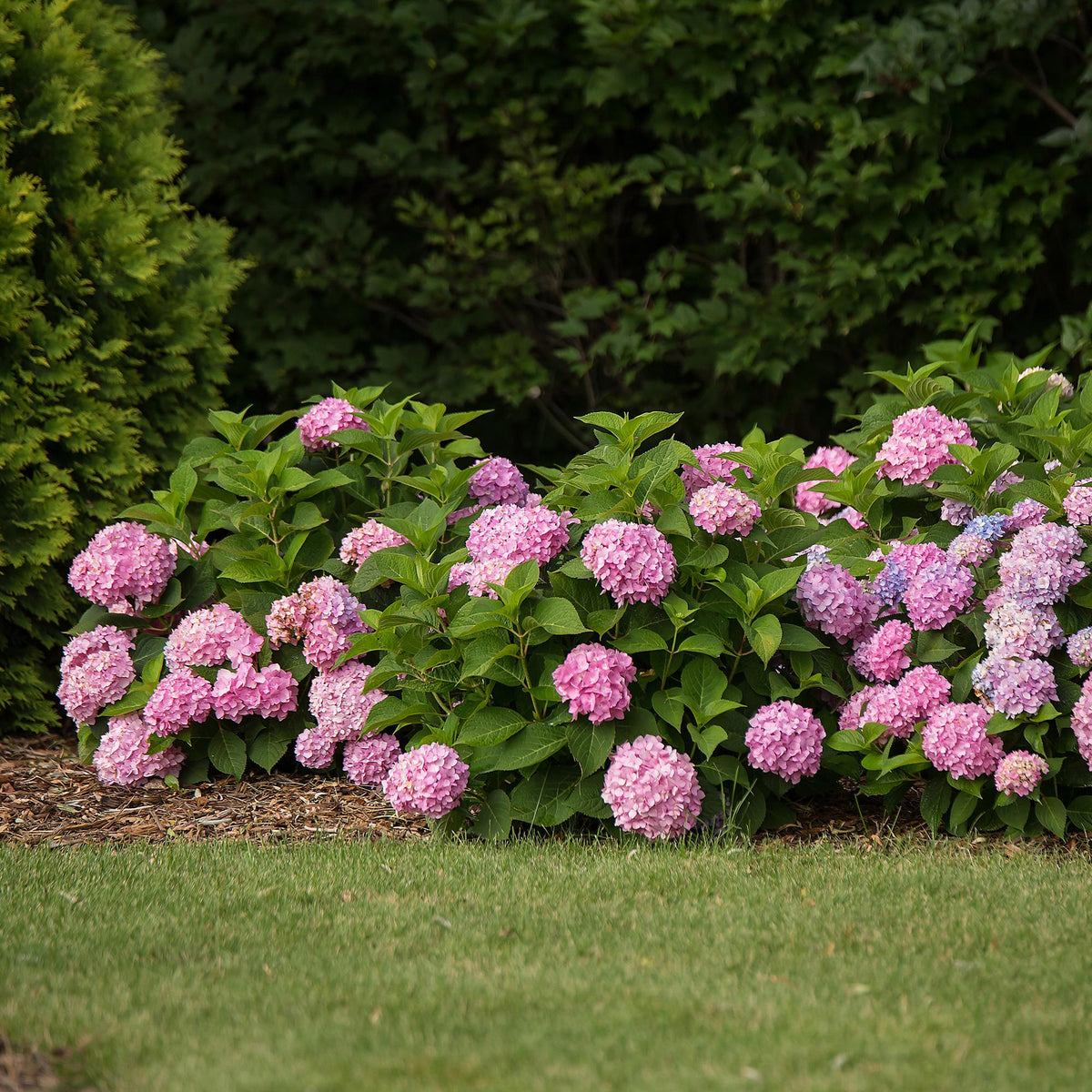 Green boutiQ - Tuinplant - Hydrangea Endles Summer The Original Pink - Hortensia - Winterhard - Roze - 2 Planten - Pot 14cm - Hoogte 20-25cm