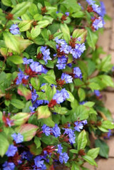 48x Ceratostigma plumbaginoides  - ↕10-25cm - Ø9cm