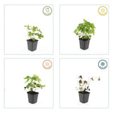 40x Geranium nodosum - ↕10-25cm - Ø9cm