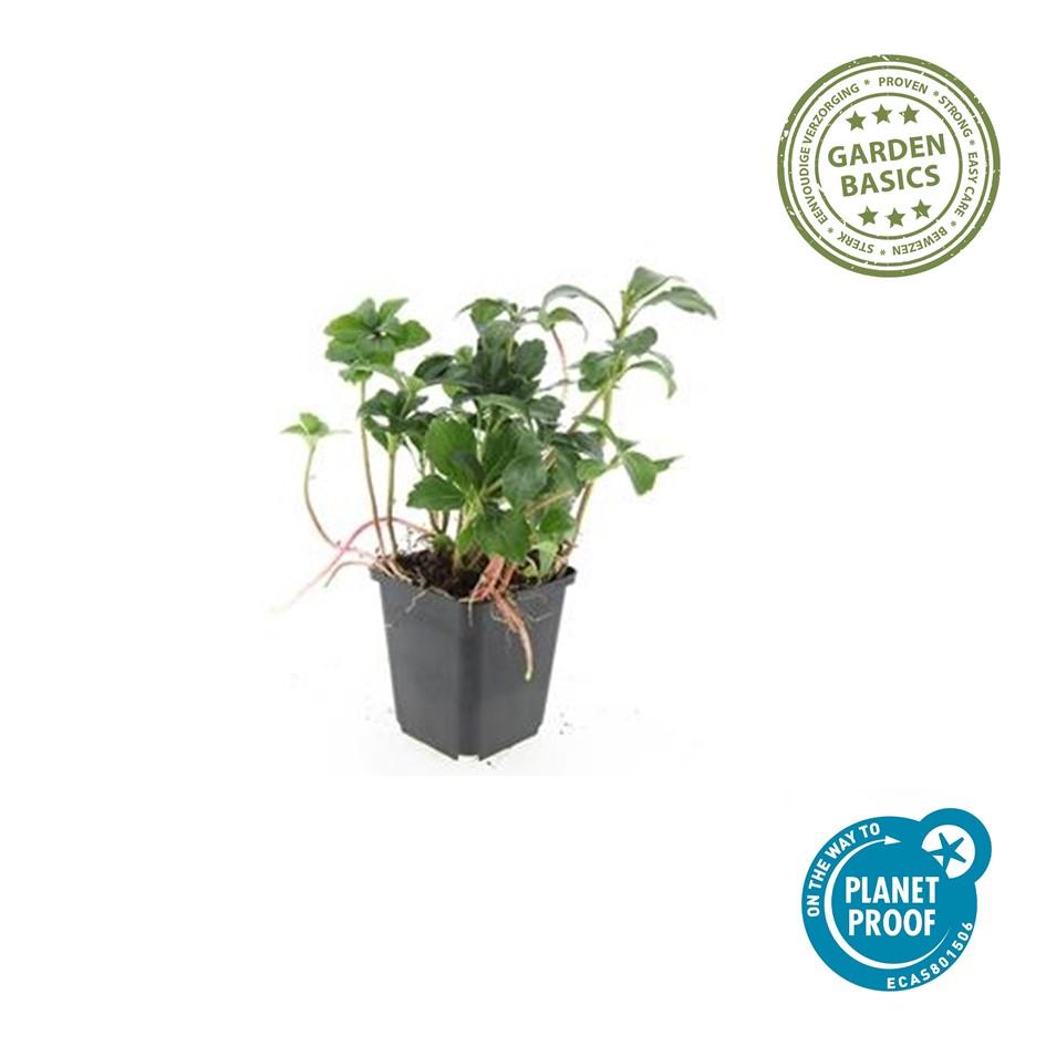 24x Pachysandra term. 'Green Sheen' - ↕10-25cm - Ø9cm