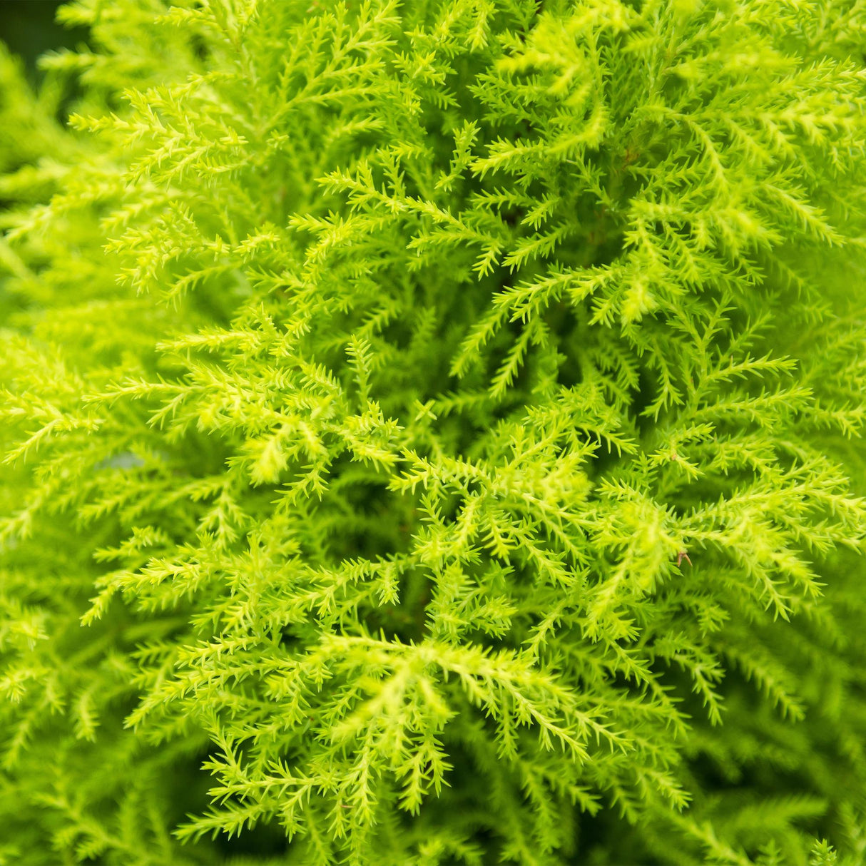 Cupressus Gold Crest Wilma - Kamer conifeer - Weinig onderhoud - Groen - 1 Plant - met Potter Wit - Pot 21cm - Hoogte 85-95cm