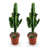 Green boutiQ - Kamerplant - Euphorbia eritrea - Afrikaanse melkboom - Weinig onderhoud - Groen - 2 - Pot 17cm - Hoogte 60cm