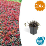 24 x Acaena microphylla 'Kupferteppich' - ↕10-25cm - Ø9cm