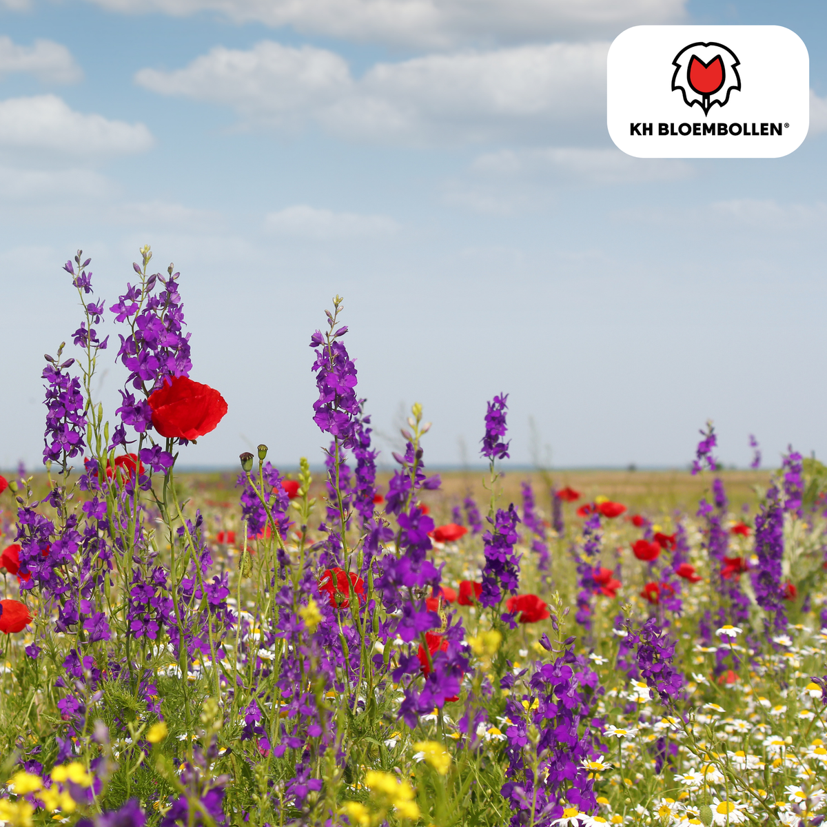 Mélange de Graines de Fleurs Sauvages – 100 grammes | Bon pour les Abeilles, Papillons & la Biodiversité | ± 30–50 m²