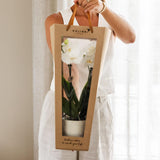 Kolibri Orchids | Planten cadeau beterschap | Lausanne orchidee met pot, kaart & cadeautas