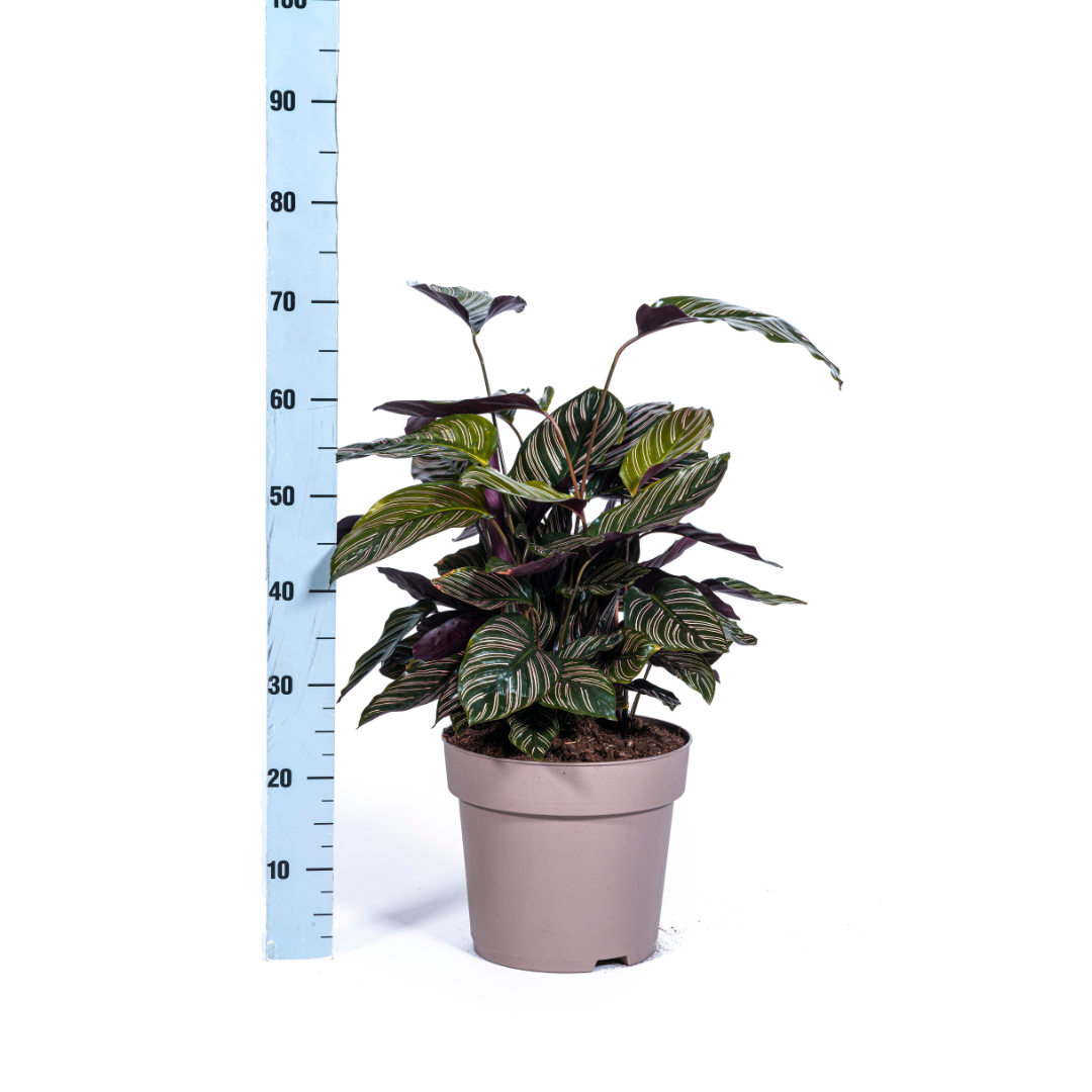 Slaapplant / Calathea Ornata Sanderiana - ↕70cm - Ø27cm