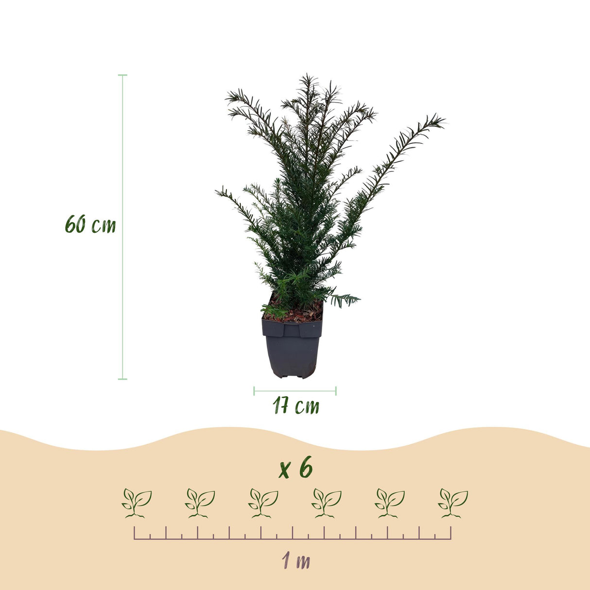 Green boutiQ - Haagplanten - Taxus baccata - blad groen - 6 planten - 1 strekkende meter - groenblijvend - pot 17cm hoogte 60cm