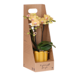 Kolibri Orchids | Gele Phalaenopsis Orchidee - Blossom Lima in Retro Sierpot Geel met Giftbox - Ø9 cm