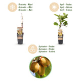 Fruitplant - Actinidia Weiki & Golden Kiwi - Kiwiplant - 1 Mannelijke - 1 Vrouwelijke - Planten - Geel - Pot 15cm - Hoogte 50cm
