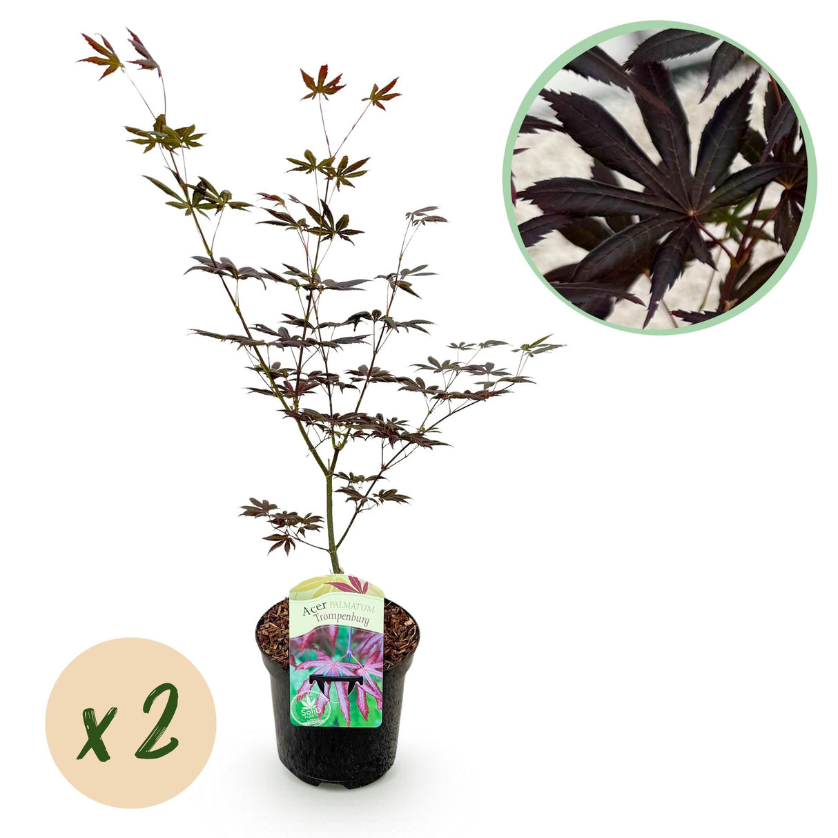 Green boutiQ - Terrasplant - Japanse Esdoorn - Acer palmatum Trompenburg -Donker Paars - 2 Planten - Bladverliezend - Pot 19cm Hoogte 70cm