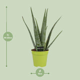 Aloe Vera - Ø15cm - ↕65cm