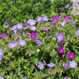 Borderpakket - Bodembedekkend - 8 Vaste planten - 1 m2 - Diversen kleuren - Weinig Onderhoud - Pot 11cm