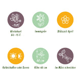 Green boutiQ - Siergrassen - Carex morrowii Ice Dance  - Wit & Groen - 2 Planten - Bladhoudend - Weinig Onderhoud - Pot 17cm Hoogte 50cm