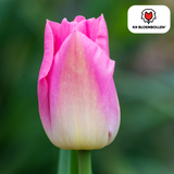 Tulpenbollen Dynasty – 20 Stuks | KH Bloembollen® | Roze Tulp – Elegant & Vol – Voor Tuin of Pot – Maat 11/12 – Vers van de Teler