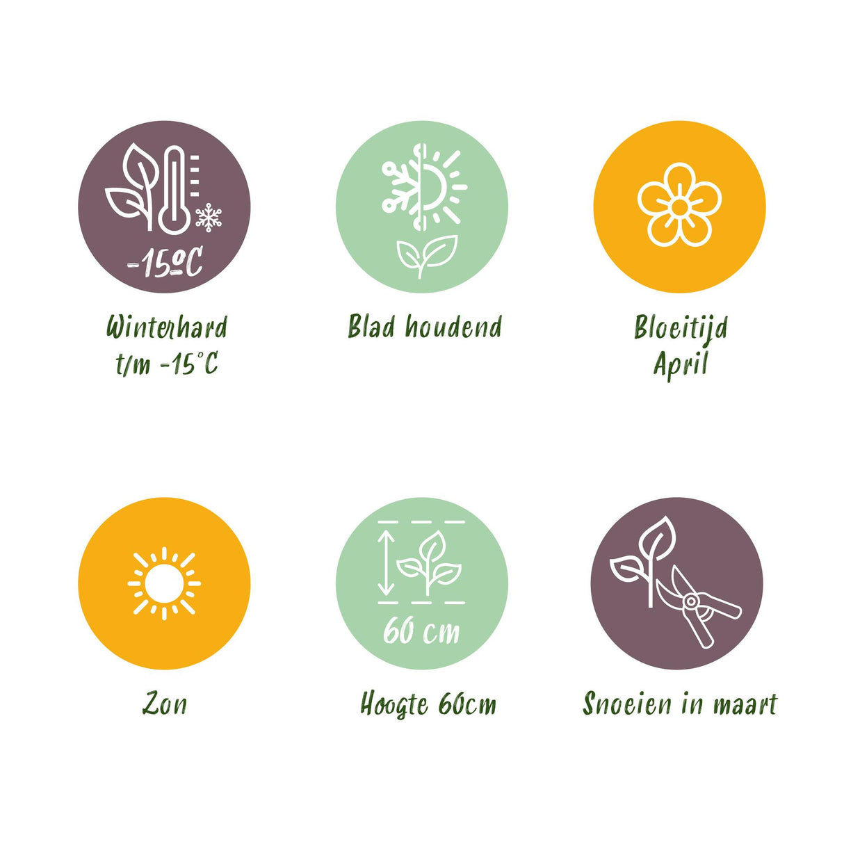 Green boutiQ - Siergrassen - Festuca glauca Intense Blue  - Blauw - 2 Planten - Bladhoudend - Weinig Onderhoud - Pot 17cm Hoogte 50cm