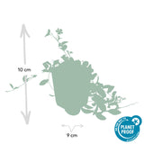 48x Vinca minor 'La Grave' - ↕10-25cm - Ø9cm