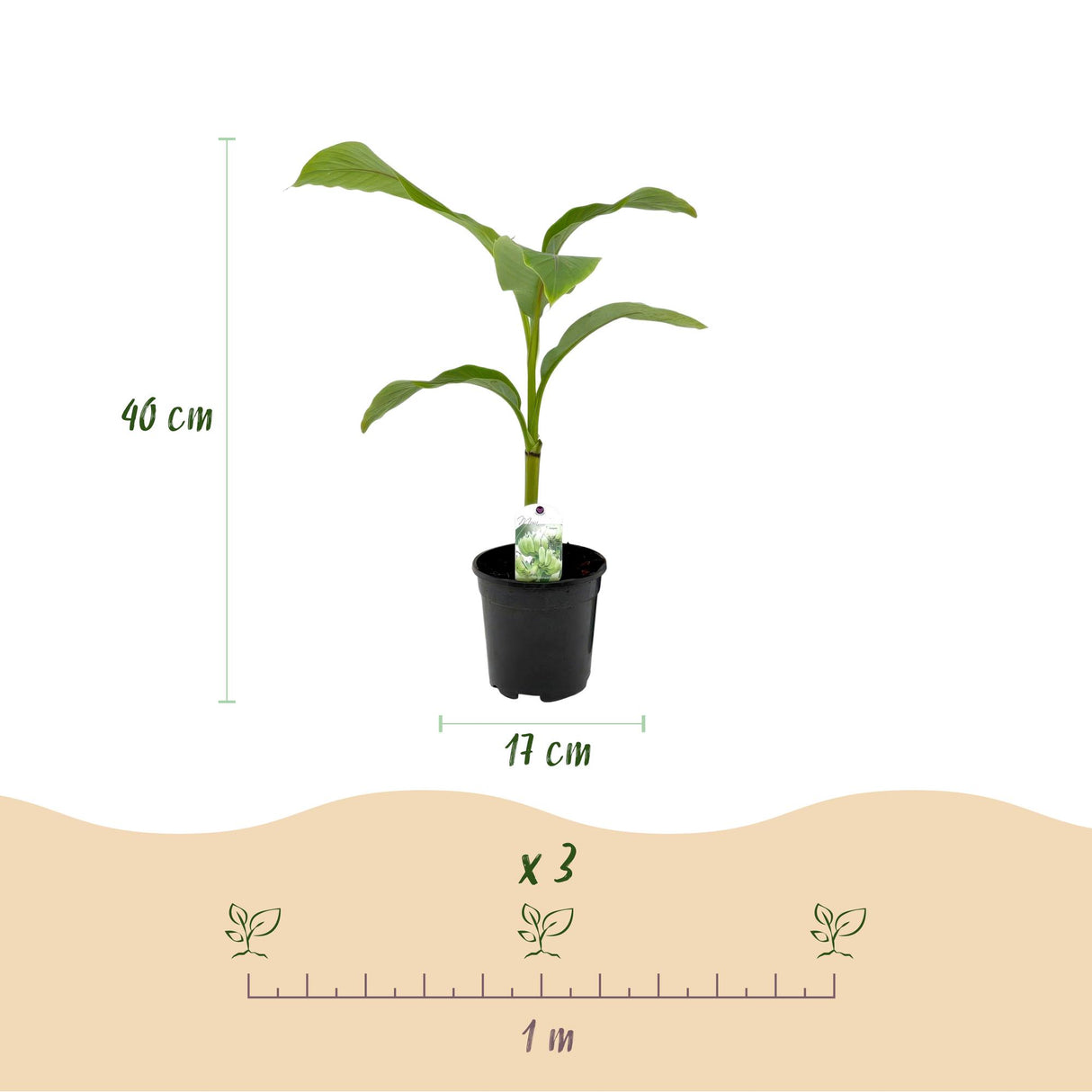 Green boutiQ - Fruitplant - Bananen plant - Musa Basjoo - Winterhard - 2 planten - Pot 17cm Hoogte 40cm