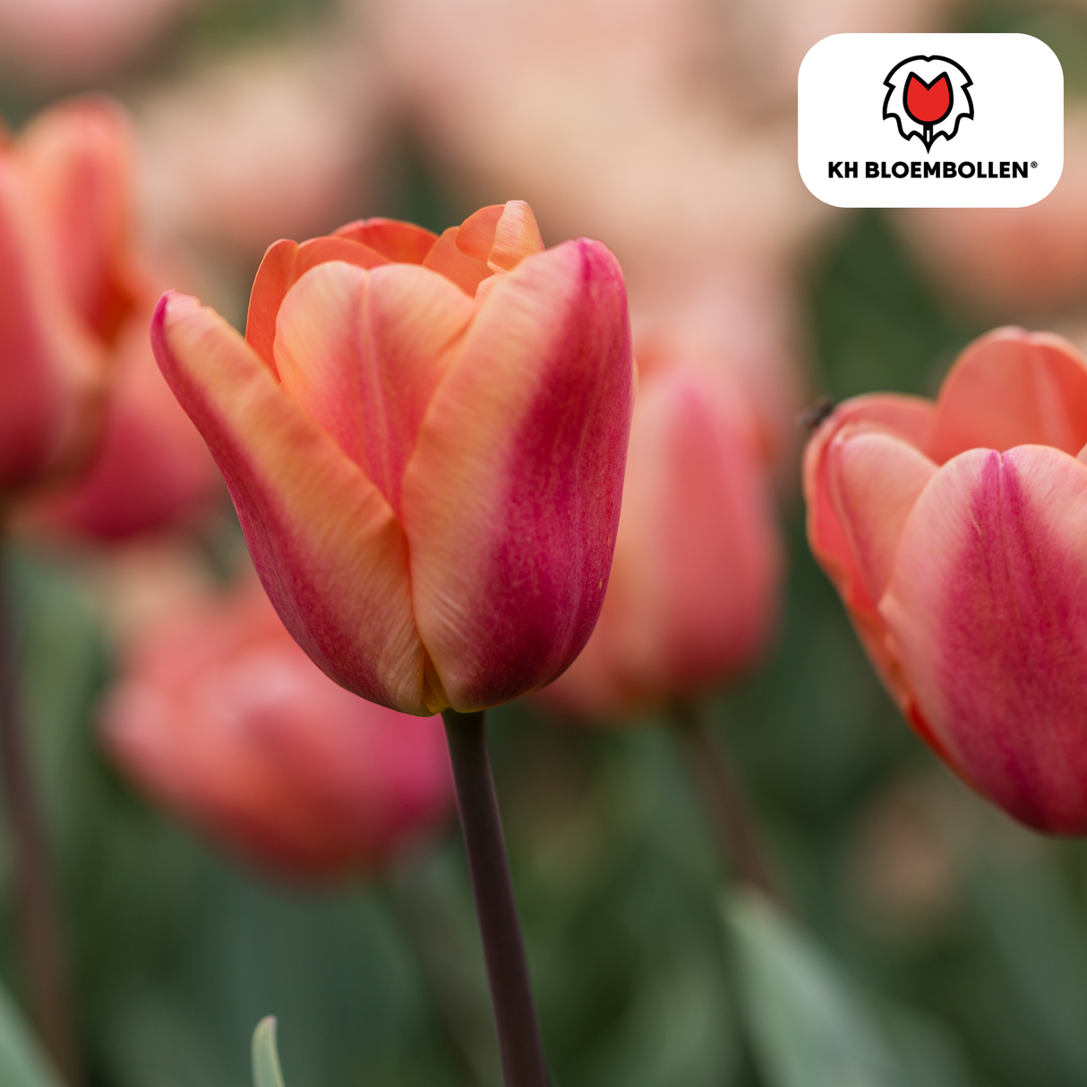 Bulbes de tulipes Apricot Foxx – 20 pièces | KH Bloembollen® | Tulipe saumonée – Élégante & à grandes fleurs – Pour jardin ou pot – Taille 11/12 – Frais du producteur