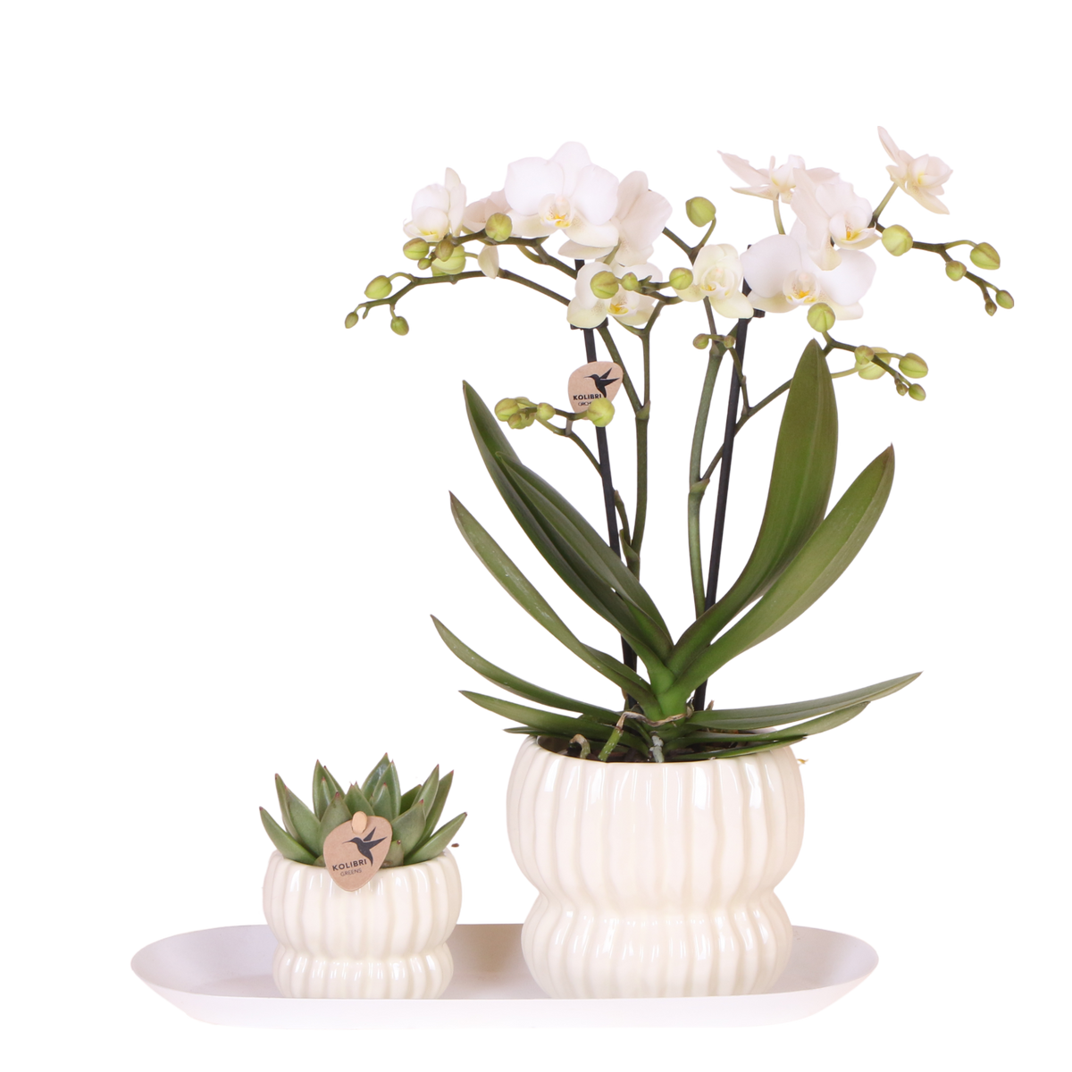 Kolibri Orchids | Gift Set Horizon Wit - Witte Phalaenopsis Orchidee Blossom Zurich & Succulent