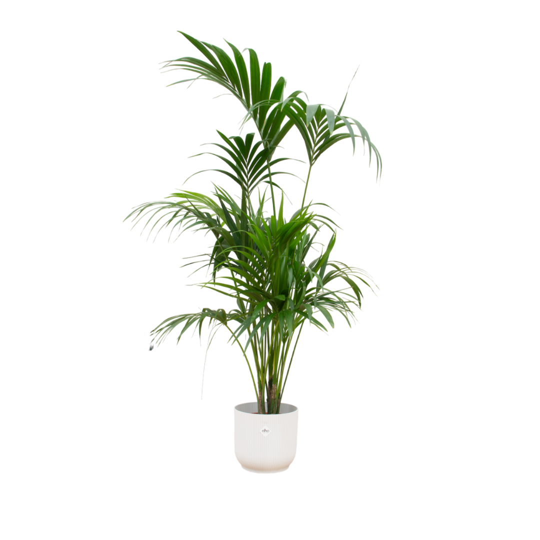 Kentia palm + Pot Wit - ↕180 cm - Ø30cm