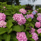 Green boutiQ - Tuinplant - Hydrangea Endles Summer The Original Pink - Hortensia - Winterhard - Roze - 8 Planten - Pot 14cm -Hoogte 20-25cm