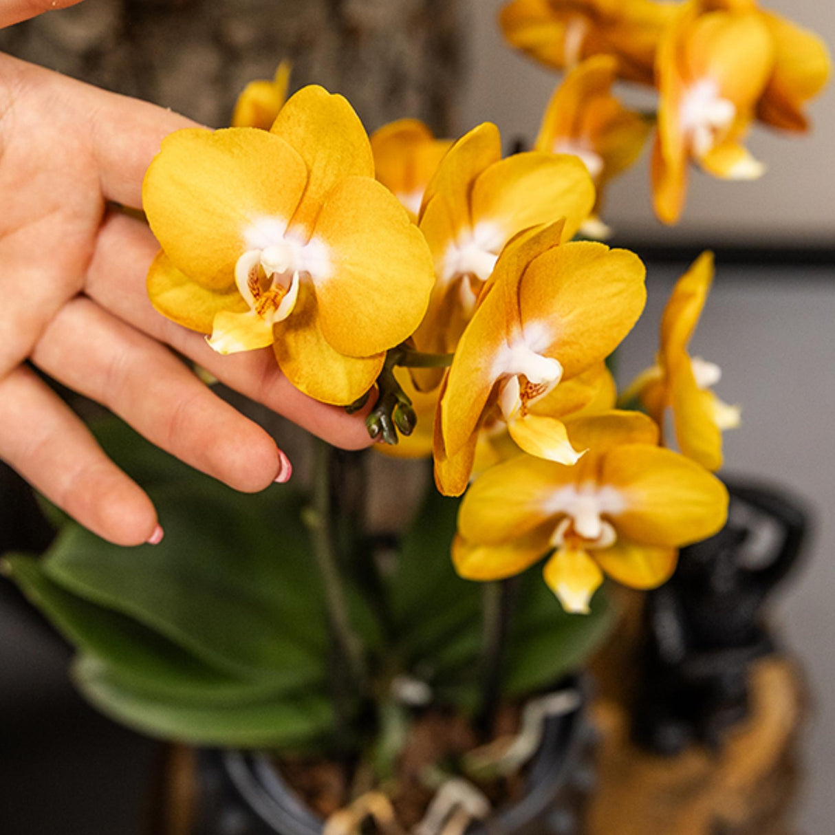Kolibri Orchids | oranje gouden Phalaenopsis orchidee potmaat Ø12cm | Jewel Las Vegas | bloeiende kamerplant - vers van de kweker