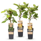 Fruitplant - Actinidia Weiki & Golden Kiwi - Kiwiplant - 1 Mannelijke - 2 Vrouwelijke - Planten - Geel - Pot 15cm - Hoogte 50cm