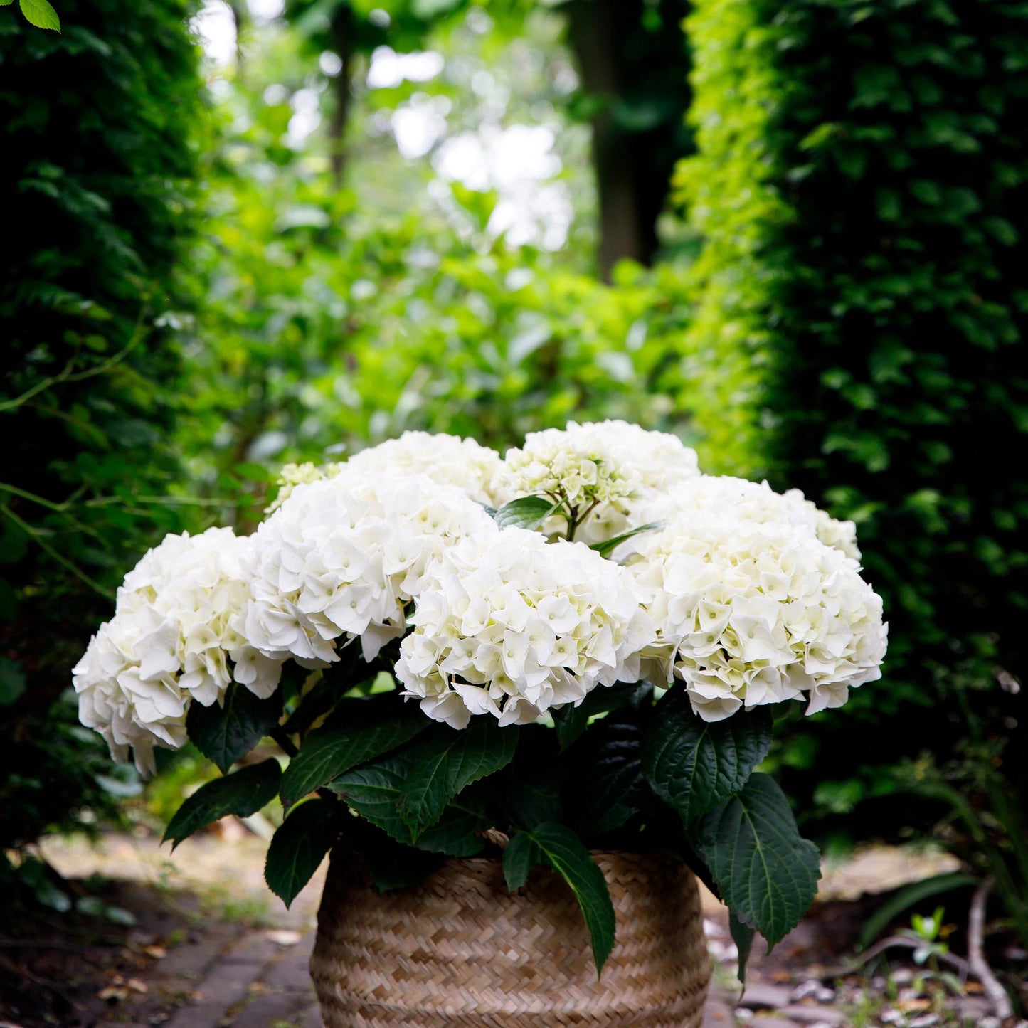 Hortensia - Hydrangea Forever & Ever - Wit - 7-12 Bloemen - Pot 23cm Hoogte 55cm