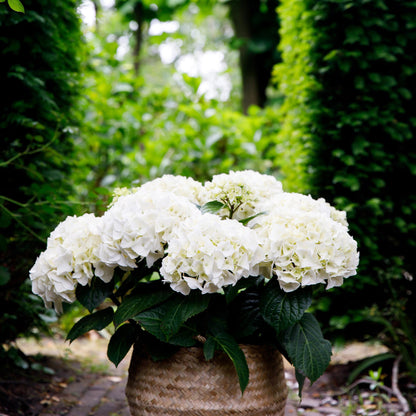 Hortensia - Hydrangea Forever & Ever - Wit - 7-12 Bloemen - Pot 23cm Hoogte 55cm