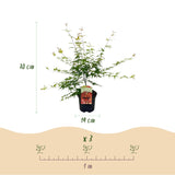 Green boutiQ - Terrasplant - Japanse Esdoorn - Acer palmatum Pink Dwarf - Roze - 2 Planten - Bladverliezend - Pot 19cm Hoogte 70cm