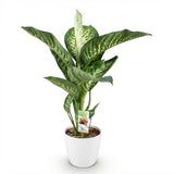 Diefenbachia Tropic Snow - Dieffenbachia - Weinig onderhoud - Groen - 1 Plant - met Potter Wit - Pot 21cm - Hoogte 90-100cm