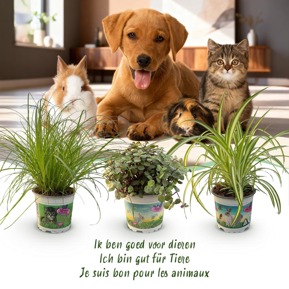 Cyperus - Calissia - Chlorophytum - Mix van 3 - Huisdiervriendelijke Planten - Groen - 3 Planten - met Potter Grijs - Pot 12cm - Hoogte 20cm