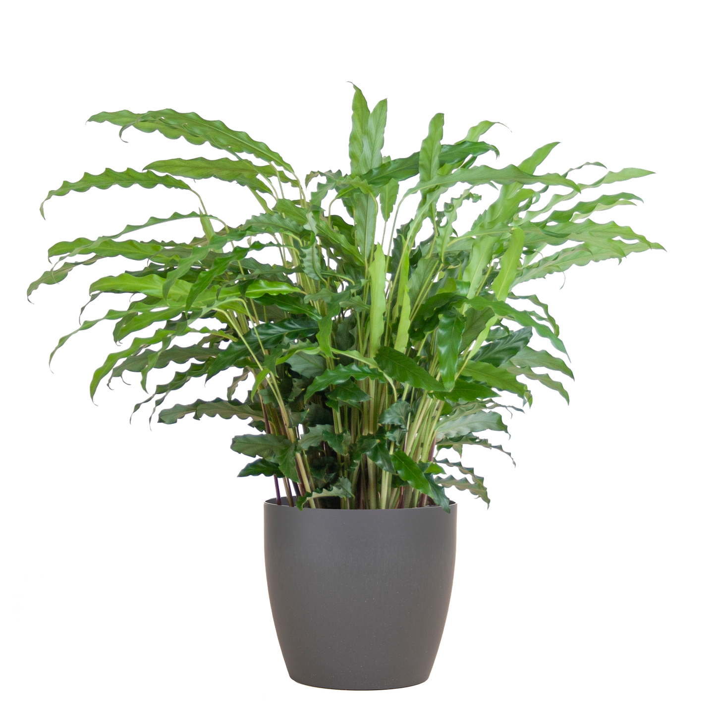 Calathea Rufibarba met Viber grijs - 55cm - Ø17