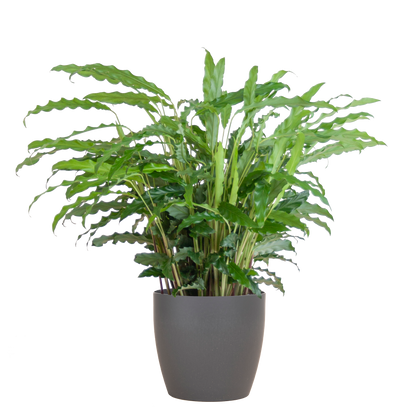 Calathea Rufibarba met Viber grijs - 55cm - Ø17