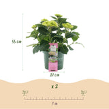 Green boutiQ - Terrasplant - Hortensia - Hydrangea Magical Jewel Pink - Roze - 6-10 Bloemen - 2 Planten - Pot 23cm Hoogte 55cm