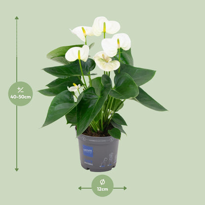 Flamingoplant / Anthurium – ↕43cm – ⌀12cm