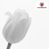 Tulpenbollen Catherina – 20 Stuks | KH Bloembollen® | Zuiver Witte Tulp – Tijdloos & Elegant – Voor Tuin of Pot – Maat 11/12 – Vers van de Teler