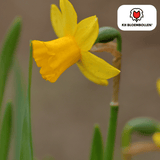 Narcis Tête à Tête 25 stuks
