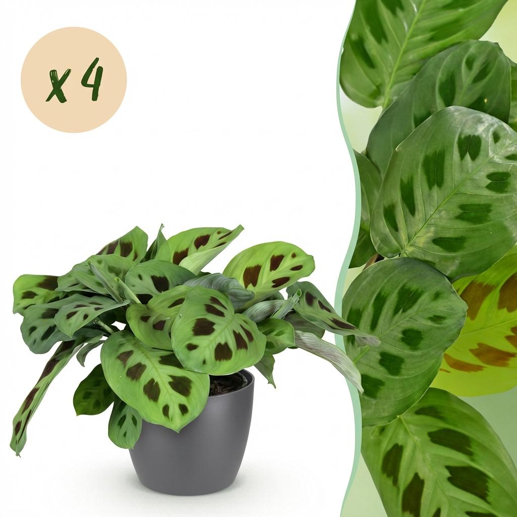 Maranta Fascinator Kerchoveana - Zebraplant - Huisdiervriendelijke Plant - Groen - 4 Planten - met Potter Grijs - Pot 12cm - Hoogte 25cm