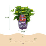 Hortensia - Hydrangea Forever & Ever - Rood - 7-12 Bloemen - Pot 23cm Hoogte 55cm